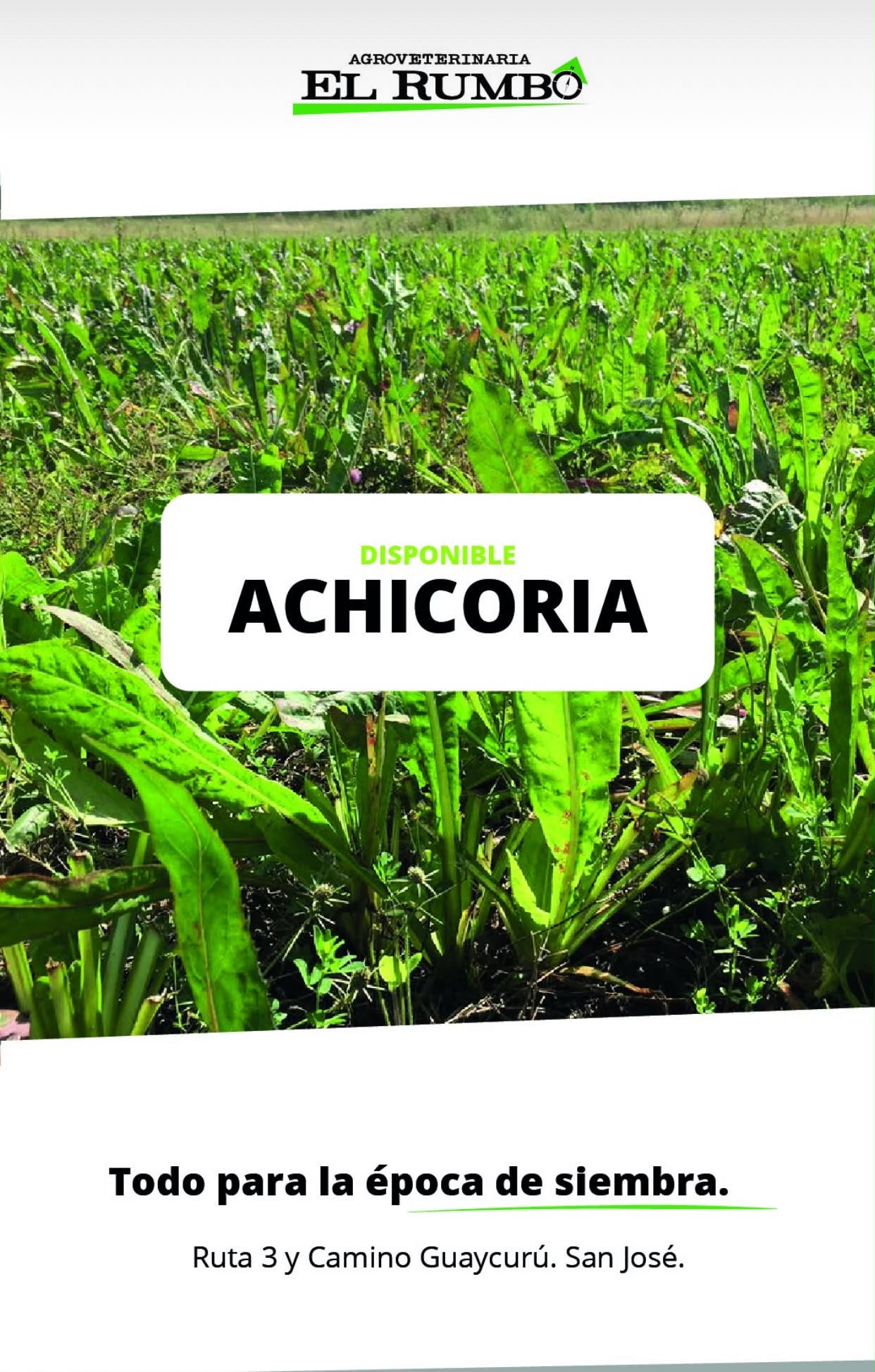 Achicoria disponible en El Rumbo