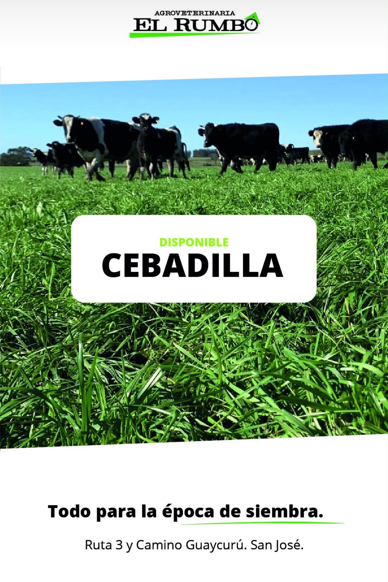 Cebadilla disponible en El Rumbo