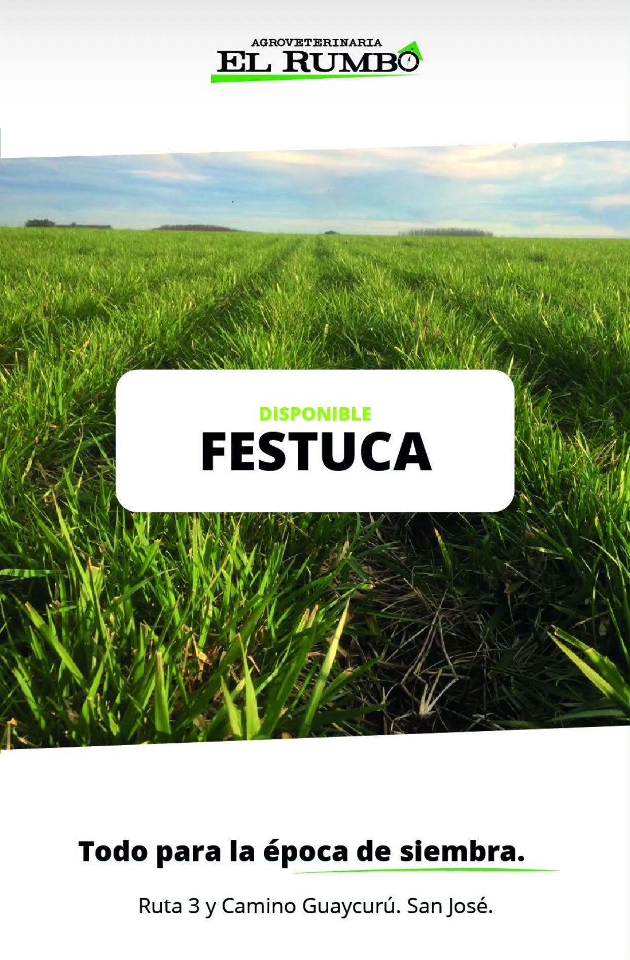 Festuca disponible en El Rumbo