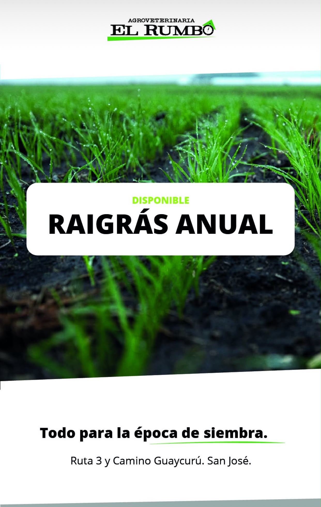 Raigrás anual disponible en El Rumbo