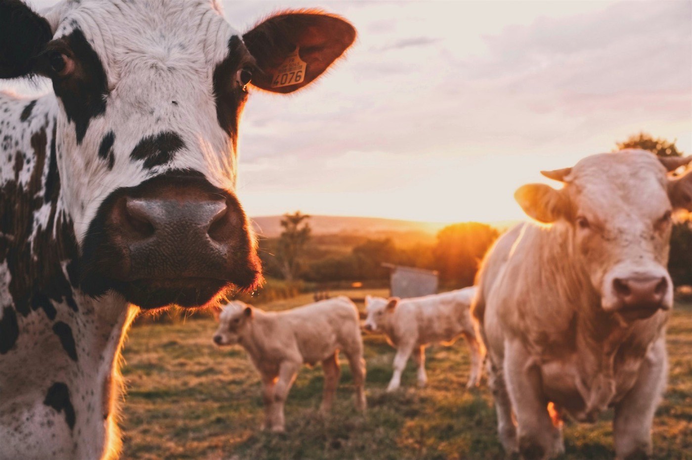 Ganado al atardecer en el campo uruguayo